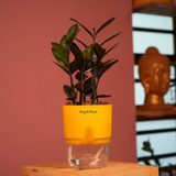 Zamioculcas Raven / Black ZZ Plant (Zamioculcas zamiifolia)- Live Plant (With Self-Watering Pot & Plant) (Home & Garden)