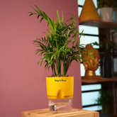 Chamaedorea Palm (Chamaedorea seifrizii) - Live Plant (With Self-Watering Pot & Plant)