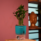 Lotus Bamboo / Lucky Bamboo - Live Plant (With Self-Watering Pot & Plant)