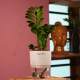 Zamioculcas zamiifolia ƒ??Zenziƒ?? Dwarf ZZ Plant- Live Plant (With Self-Watering Pot & Plant)