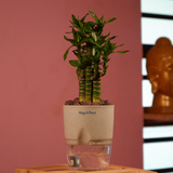 Lotus Bamboo / Lucky Bamboo - Live Plant (With Self-Watering Pot & Plant)