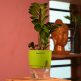 Zamioculcas zamiifolia ƒ??Zenziƒ?? Dwarf ZZ Plant- Live Plant (With Self-Watering Pot & Plant)