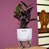 Zamioculcas Raven / Black ZZ Plant (Zamioculcas zamiifolia)- Live Plant (With Self-Watering Pot & Plant) (Home & Garden)