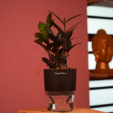 Zamioculcas Raven / Black ZZ Plant (Zamioculcas zamiifolia)- Live Plant (With Self-Watering Pot & Plant) (Home & Garden)