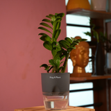 Zamioculcas zamiifolia ƒ??Zenziƒ?? Dwarf ZZ Plant- Live Plant (With Self-Watering Pot & Plant)