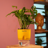 Monstera Adansonii | Broken Heart Plant- Live Plant (With Self-Watering Pot & Plant)