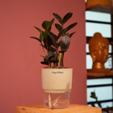 Zamioculcas Raven / Black ZZ Plant (Zamioculcas zamiifolia)- Live Plant (With Self-Watering Pot & Plant) (Home & Garden)