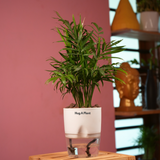 Chamaedorea Palm (Chamaedorea seifrizii) - Live Plant (With Self-Watering Pot & Plant)