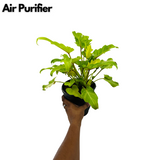 Philodendron Xanadu Golden (Thaumatophyllum xanadu)- Live Plant (Home & Garden)