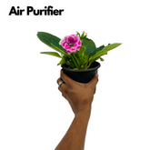 Gloxinia Plant (Any Color)- Live Flowering Plant in 10cm Pot (Home & Garden)