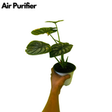 Alocasia Dragon Scale - Live Plant (Home & Garden)