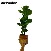 Ficus Lyrata | Fiddle Leaf Fig - Live Plant in 6inch Pot (Home & Garden)