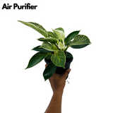 Philodendron Birkin / White Wave - Live Plant in 12cm Pot (Home & Graden)