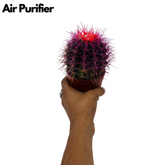 Ball Cactus Purple (echinocactus grusonii) - Live Plant (Home & Graden)