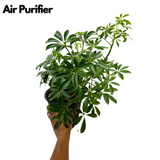 Schefflera- Live Plant (Home & Garden)