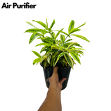 Draceana Golden Milky Bamboo Plant - Live Plant in 8inch Pot (Home & Garden)