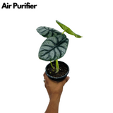 Alocasia Silver Dragon- Live Plant (Home & Garden)