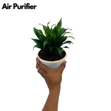 Dracaena Compacta - Live Plant in 12cm Pot (Home & Garden)