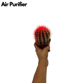 Ball Cactus Red (echinocactus grusonii) - Live Plant (Home & Graden)