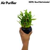 3 Layer Lucky Bamboo - Live Plant (Home & Garden)