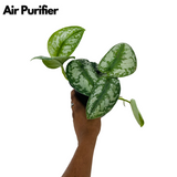 Silver Pictus / Silver Satin Pothos - Live Plant (Home & Garden)