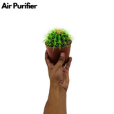 Ball Cactus Green (echinocactus grusonii) - Live Plant (Home & Graden)