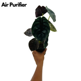 Alocasia Red Secret- Live Plant (Home & Garden)