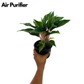 Aglaonema Sapphire Pink- Live Plant (Home & Garden)