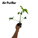 Philodendron Goeldi (Thaumatophyllum Spruceanum) - Live Plant (Home & Garden)