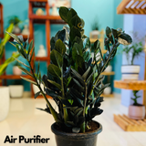 Zamioculcas Raven / Black ZZ Plant (Big) (Zamioculcas zamiifolia) - Live Plant in 8inch Pot For Indoor (Home & Garden)
