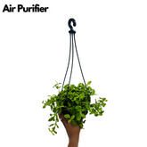 Aptenia, Baby Sun Rose Plant- Live Hanging Plant With Pot (Home & Garden)