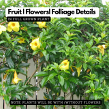 Allamanda Creeper | Pentalinon luteum (Yellow) - Flowering/Ornamental Live Plant (Home & Garden)