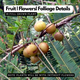 Red Nelli / Red Amla Grafted (Phyllanthus emblica) Live Fruit / Medicinal Plant (Home & Garden)