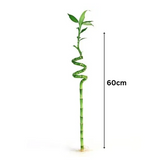 Lucky Bamboo Spiral 60cm