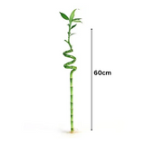 Lucky Bamboo Spiral 60cm