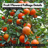 Chinese Sweet Orange Grafted Live Fruit Plant (Home & Garden)