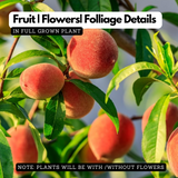 Peach Fruit (Prunus persica)- Live Fruit Plant (Home & Garden)