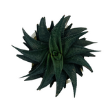 Haworthia Limifolia - Live Succulent Plant in 12cm Pot (Home & Garden)