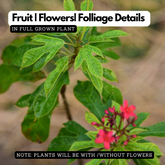 Jatropha (Nettlespurges) - Flowering/Ornamental Live Plant (Home & Garden)
