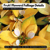 Yellow Poinsettia / Christmas Flower (Euphorbia pulcherrima) Flowering/Ornamental Live Plant (Home & Garden)