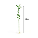Lucky Bamboo Spiral 40cm
