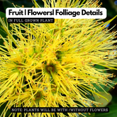 Metrosideros | P��hutukawa (Metrosideros Excelsa) Flowering/Ornamental Live Plant (Home & Garden)