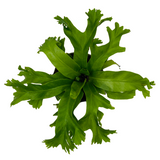 Asplenium Nidus Crissie Fern- Live Plant (Home & Garden)