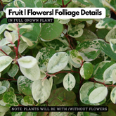 Snow Bush (Breynia disticha) - Ornamental Live Plant (Home & Garden)