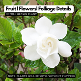 Gardenia | Gandharaj | Cape jasmine (Gardenia jasminoides)- Flowering/Ornamental/Live Plant (Home & Garden)