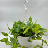 Green Money Plant Hanging With Pot