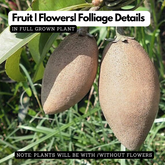 Banana Sapota / Chikoo Grafted Live Fruit Plant (Home & Garden)