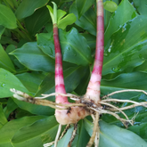 Insulin Plant Rhizome (Chamaecostus cuspidatus)