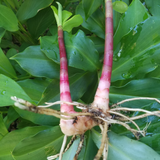 Insulin Plant Rhizome (Chamaecostus cuspidatus)