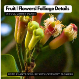 Cloves Plant (Syzygium Aromaticum) Live Spice Plant (Home & Garden)